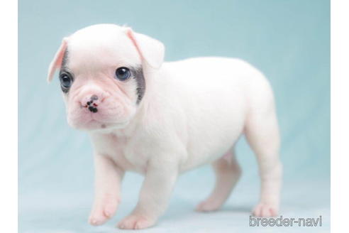 成約済の千葉県のフレンチブルドッグ-202127の2枚目